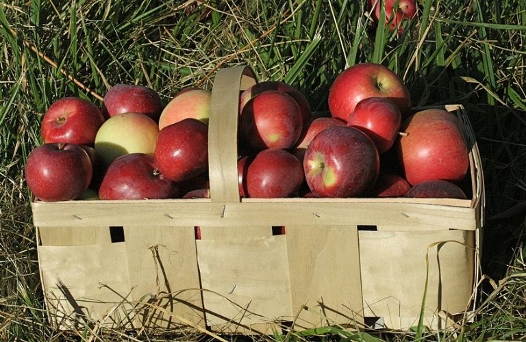 A basket loaded with apples.